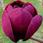 Heirloom Non-GMO Tulip Tree Flower Seeds for Planting – Rare Ornamental Flower Seeds seeds for planting in home garden