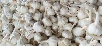 Garlic Vegetable Seeds for Planting - Organic Variety heirloom & Non GMO Seeds