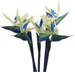 Cream Violet Strelitzia Flower Seeds for Planting - 100 pcs for planting in your garden.