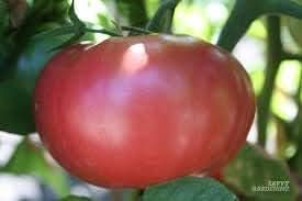 Dark Red Big Tomato Solanum lycopersicum for planting in vegetable patch