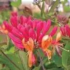 Honeysuckle Vine Seeds for Planting - NON GMO Seeds Dhara Seeds