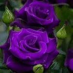 Radiant Purple Rosa Veronia Missurica for planting in home garden