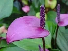 Anthurium flower seeds - NON GMO Seeds Dhara Seeds