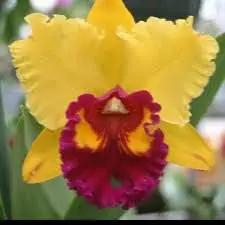 Cattleya Hybrida Flower Seeds Yellow for Planting - NON GMO Seeds Dhara Seeds