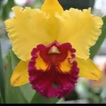 Cattleya Hybrida Flower Seeds Yellow for Planting - NON GMO Seeds Dhara Seeds