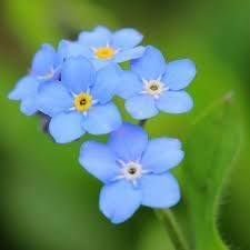 Organic Forget Me Not Flower Seeds for Planting – Heirloom, Non-GMO