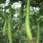 Cucuzzi Gourd Cucurbita pepo seeds for garden planting