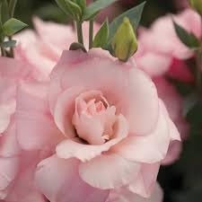 Echo Flower Seeds for Planting, Heirloom, Non-GMO, 100 for planting in home garden