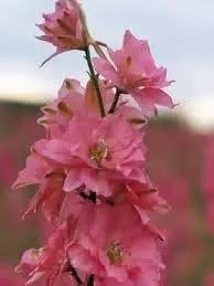 Delphinium Flower Seeds for Planting - NON GMO Seeds Dhara Seeds
