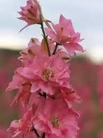 Delphinium Flower Seeds for Planting - NON GMO Seeds Dhara Seeds