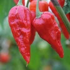 Chili Pepper Seeds for Planting