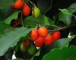 Mimusops Fruit Seed Pack for Growing Tropical, Sweet Fruits