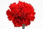 Carnation Red Flower Seeds for Planting - NON GMO Seeds Dhara Seeds