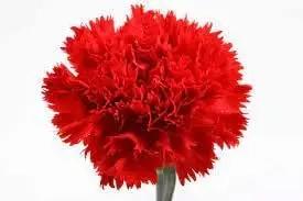 Carnation Red Flower Seeds for Planting - NON GMO Seeds for planting in home garden