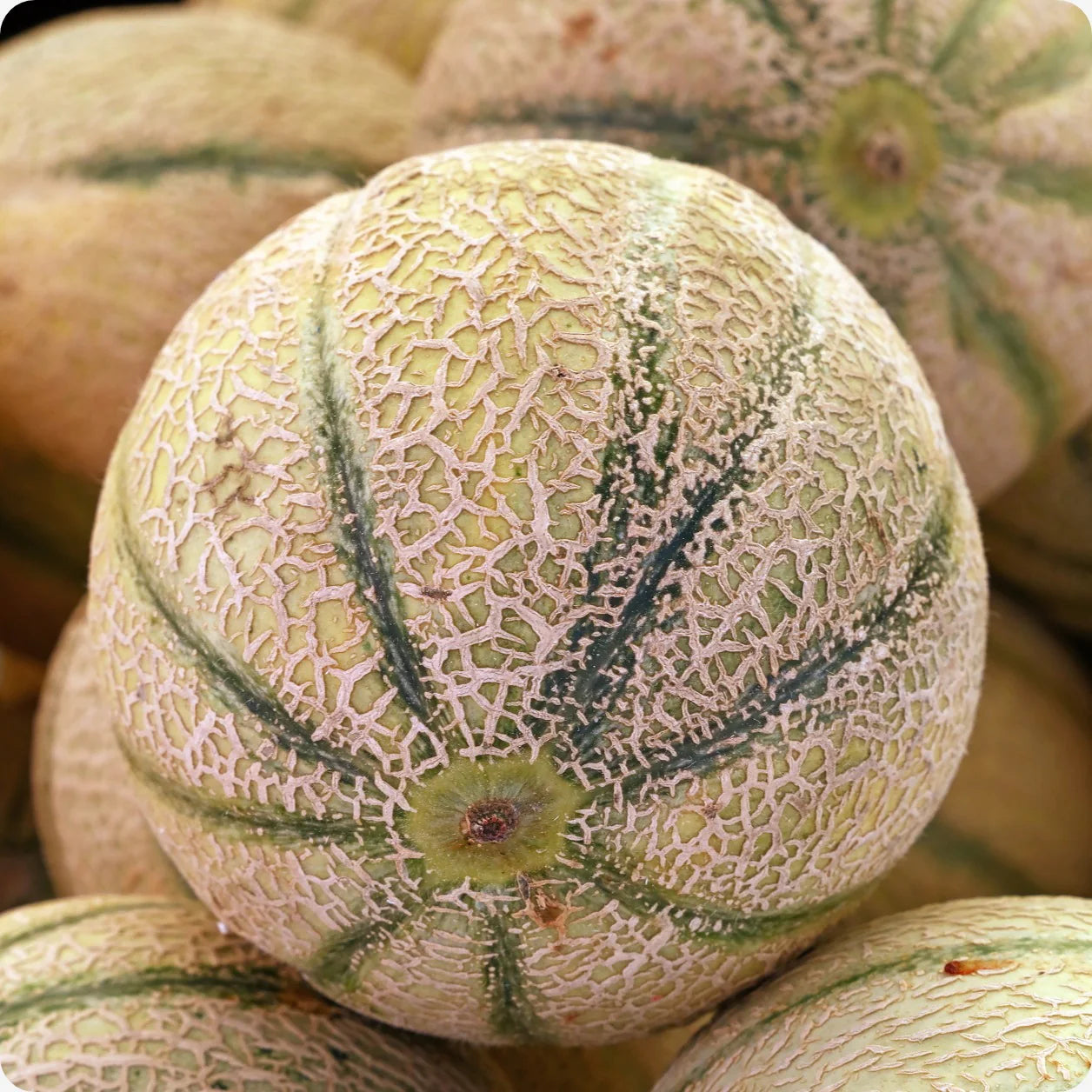 Green Cucumis Melo Fruit Seeds - Refreshing and Sweet Melons for Your Garden