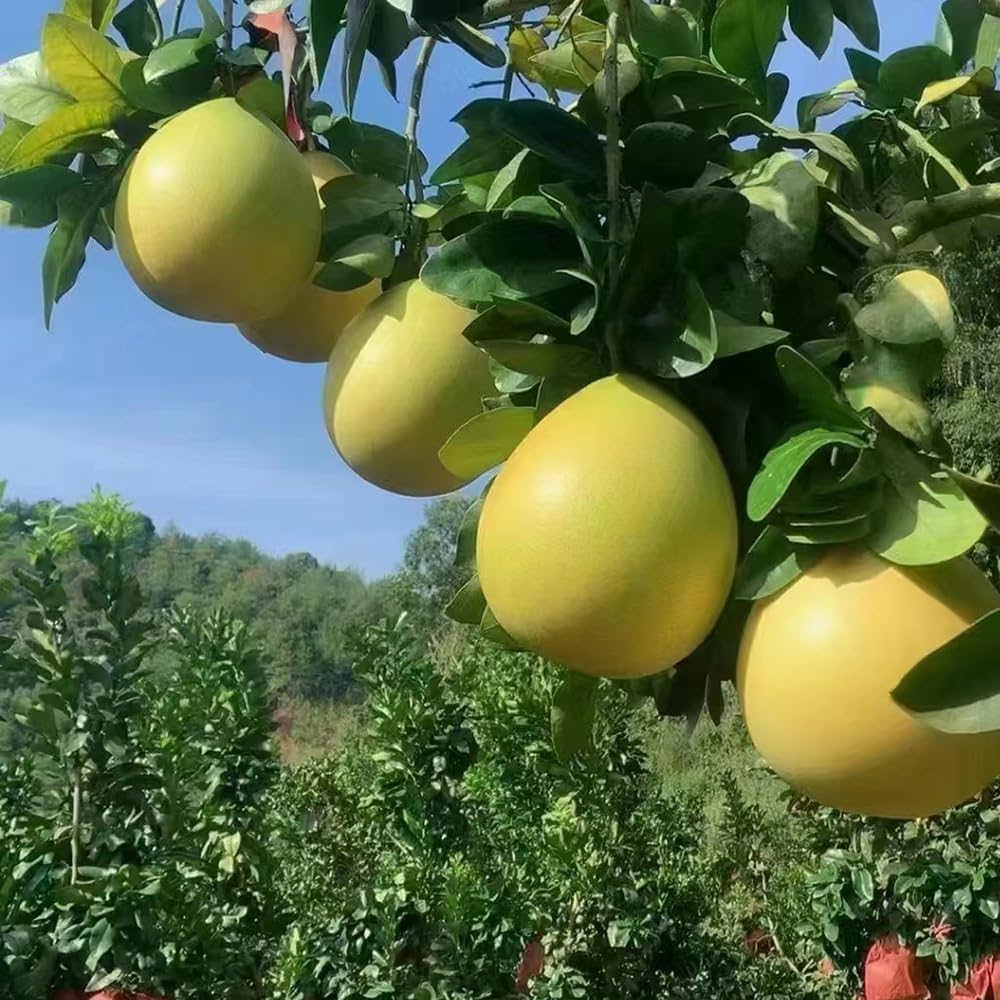 Pomelo Fruit Seeds - A Juicy and Sweet Tropical Fruit for Cultivation