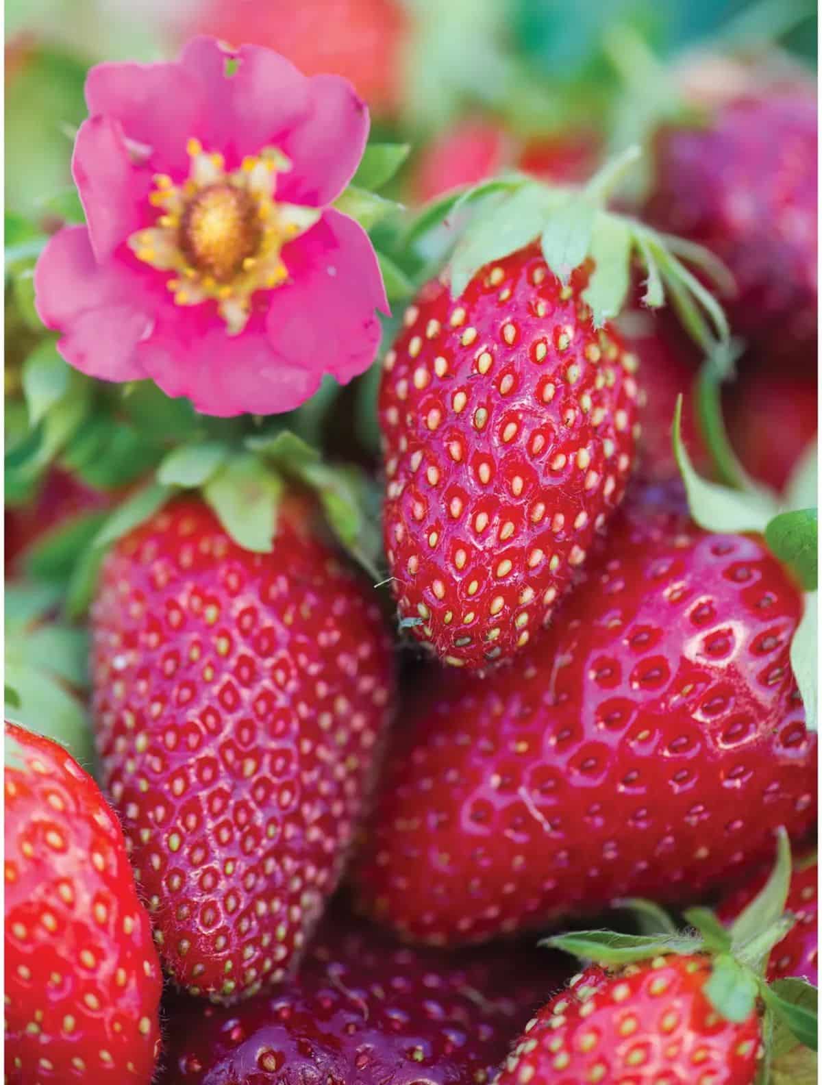 Pink Strawberry Fruit Seeds for Planting - Ideal for Home garden, Heirloom Seeds, GMO free