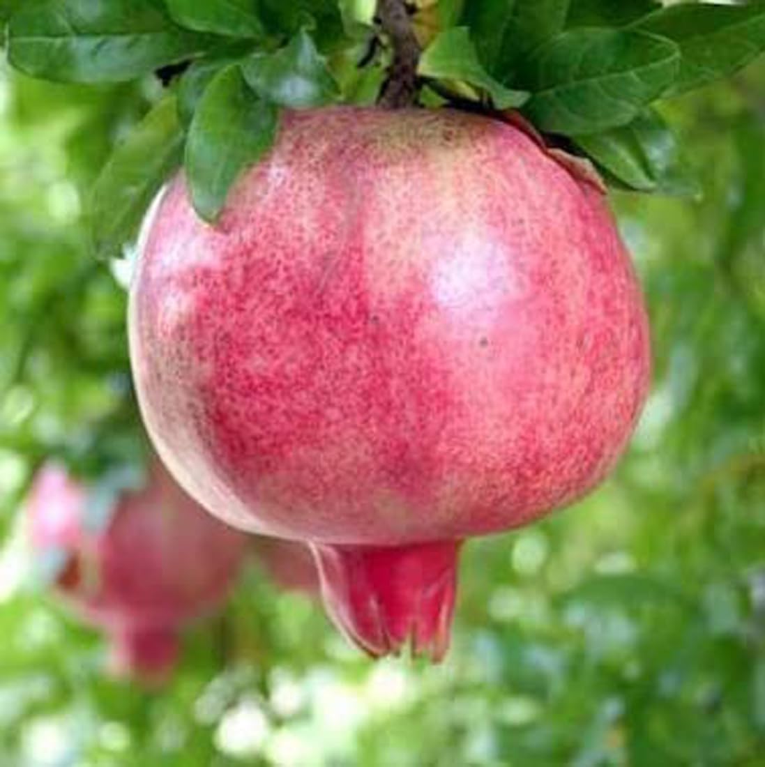 Green Pink Pomegranate Fruit Seeds for Planting - Heirloom & Non-GMO Seeds for Planting