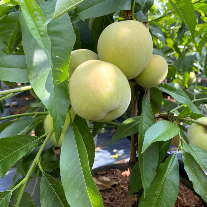 Green Peach Fruit Seeds for Planting - Grow Delicious and Juicy Peaches with a Twist, Heirloom Seeds