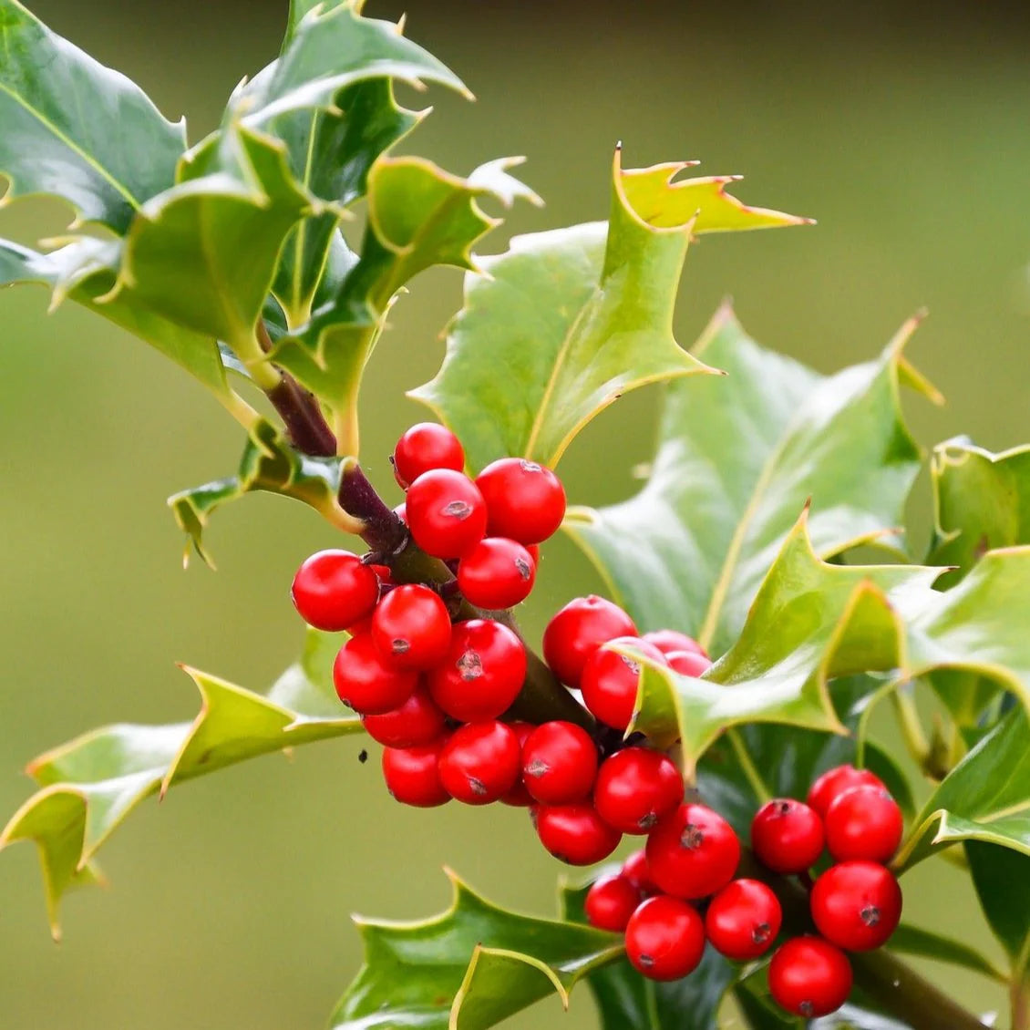 Ilex Opaca Plant Seeds for Growing Hardy and Ornamental Holly Trees
