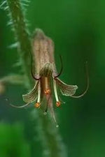 Tolmiea Flower Seeds for Planting - NON GMO Seeds Dhara Seeds