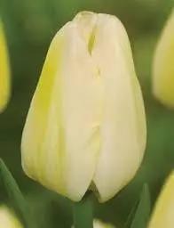 Light Yellow Flower Seeds for Planting – Non-GMO, Heirloom Quality, Vibrant Blooms Dhara Seeds