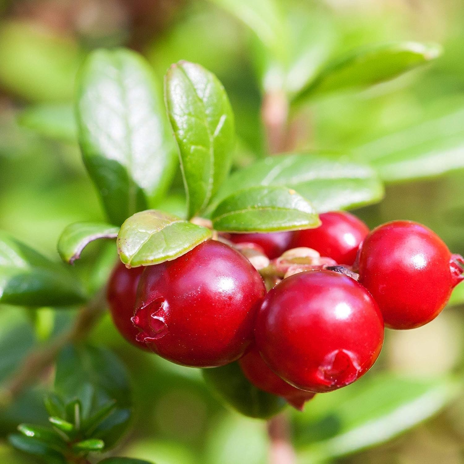 Cranberry Fruit Seeds for Planting – Growing Tart, Healthy Cranberries, Heirloom & Non-GMO seeds