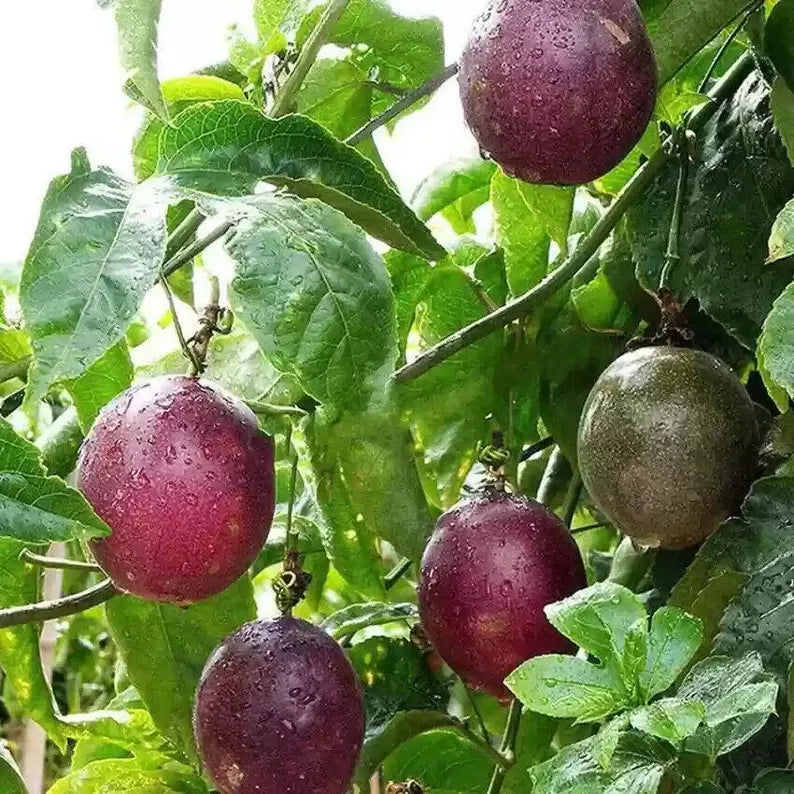 Miniature Passion Fruit Seeds - Grow Sweet and Fragrant Vines