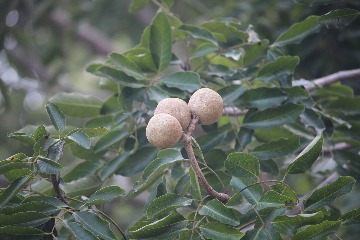 Khaya Senegalensis Fruit Seeds for Hardy and Fruitful Tree Growth