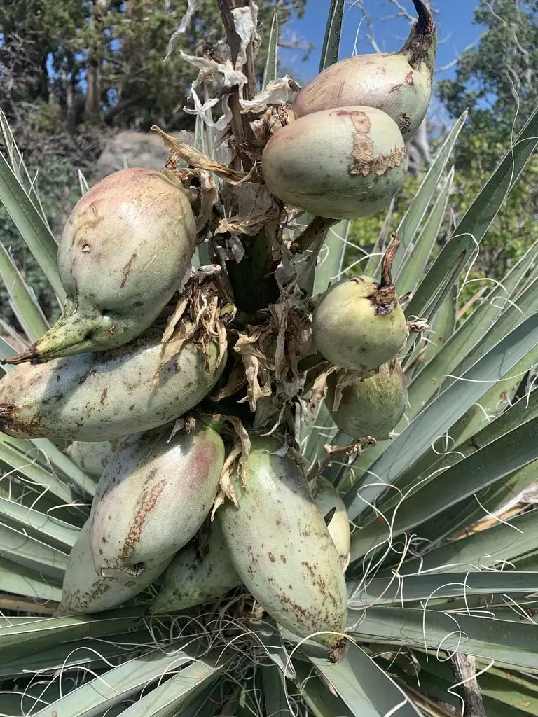 Banana Yucca Fruit Seeds for Planting - Drought-Tolerant Edible Fruits for Your Garden