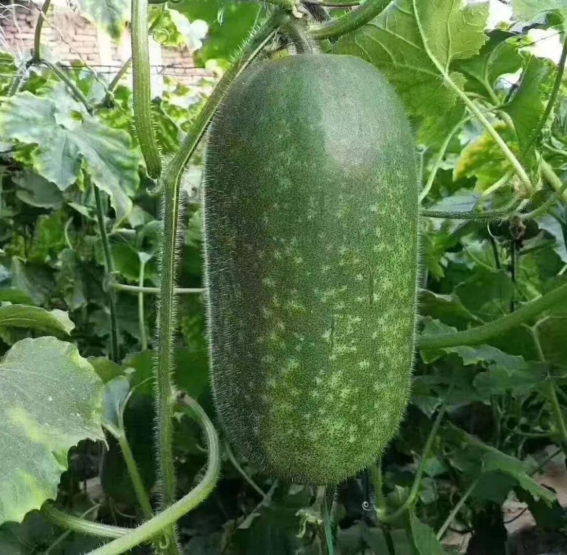 Super Big Winter Melon Seeds - High-Yield Wax gourd for a Giant Harvest