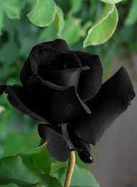 Rose Black Rose Flower Seeds
