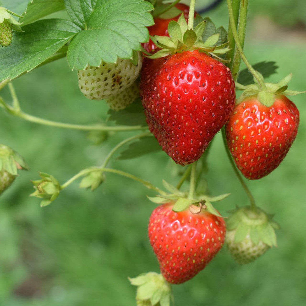 Strawberry Seascape Fruit Seeds - Grow Fresh, Juicy Strawberries in Your Yard, Heirloom Seeds