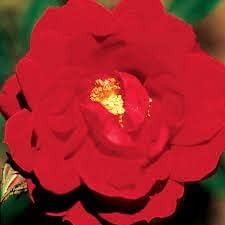 Maroon Climbing Rose Flower Seeds for Planting – Heirloom, Non-GMO Garden Seeds