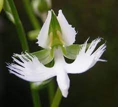 Japanese Radiata Flower Seeds for Planting – Organic, Heirloom, Non-GMO Spider Lily Seeds for planting in your garden.