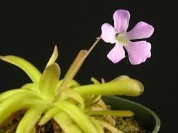 Butterwort Flower Seeds for Planting - 100