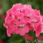 Pink Geranium flower seeds for Planting - Heirloom & Non-GMO Seeds for home garden Dhara Seeds