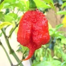 Trinidad Pepper Vegetable Seeds for Planting