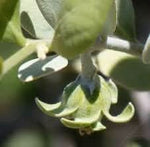 Jojoba Simmondsia fruit seeds