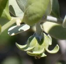 Jojoba Simmondsia fruit seeds