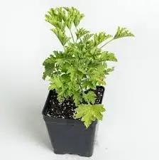 Citronella Plant Seeds for Planting - NON GMO Seeds for planting in home garden