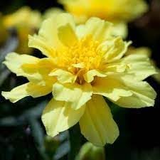 Alumia Vanilla Flower Seeds – Heirloom Non-GMO Seeds for Elegant and Fragrant Garden Planting - Vanilla for planting in home garden