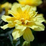 Alumia Vanilla Flower Seeds – Heirloom Non-GMO Seeds for Elegant and Fragrant Garden Planting - Vanilla for planting in home garden