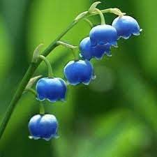 Convallaria Majalis Flower Seeds – Heirloom Non-GMO Seeds for Fragrant Shade Garden Planting - Majalis for planting in home garden