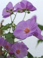 Heirloom Non-GMO Purple Abutilon Striatum Flower Seeds for Planting seeds for planting in home garden