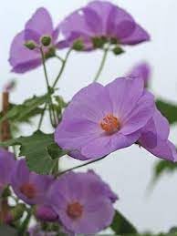 Heirloom Non-GMO Purple Abutilon Striatum Flower Seeds for Planting seeds for planting in home garden