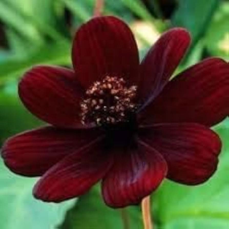 Double Cosmos Cosmos Bipinnatus flower seeds for planting in home garden and backyard flower beds