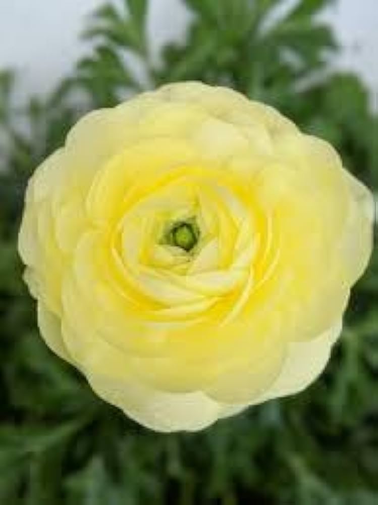 Ranunculus Asiaticus Ranunculus asiaticus Seeds for Planting