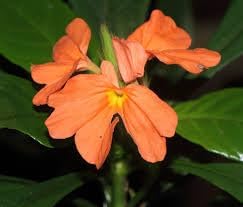 Crossandra Semi Flower Seeds for Planting - 100