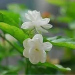 Jasmine Flower Seeds for Planting - NON GMO Seeds Dhara Seeds